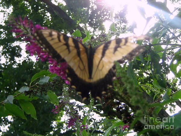 Butterfly Art Print featuring the photograph Tiger Swallowtail by Wendy Coulson