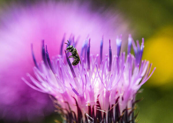 Bee Art Print featuring the photograph Tiny Dark Bee on Texas Thistle by Steven Schwartzman