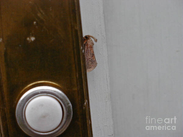 Moths Art Print featuring the photograph Tiny Doorbell Moth by Christopher Plummer