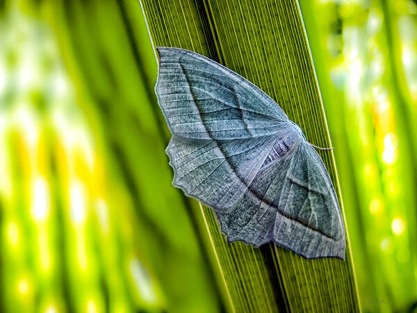 Butterfly Art Print featuring the photograph Tiny Moth On A Blade of Grass by Bob Orsillo