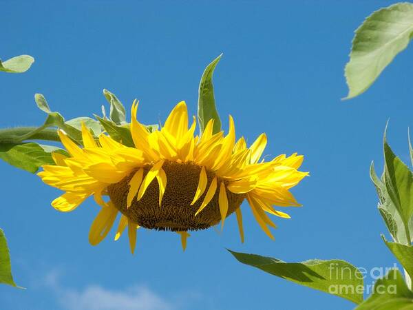 Sunflower Art Print featuring the photograph Top-Heavy by Ann Horn