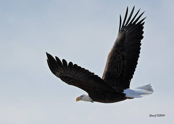 Bald Eagle Art Print featuring the photograph Tower Road Bald Eagle by Stephen Johnson