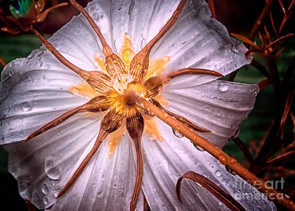 Macro Art Print featuring the photograph Trapped and loved by Barry Weiss