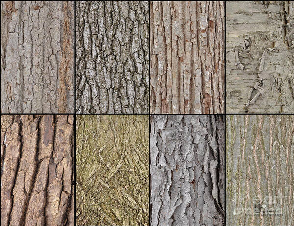 Tree Bark Art Print featuring the photograph Tree Bark by Ronald Grogan