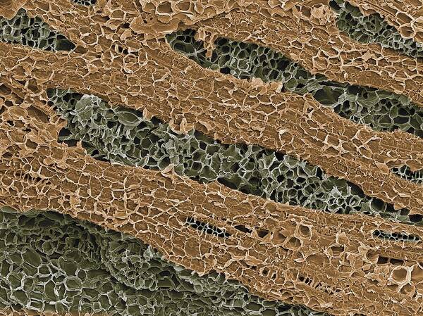 Plant Art Print featuring the photograph Tree bark, SEM by Science Photo Library