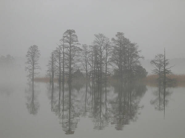 Trees In The Mist Art Print featuring the digital art Trees in the mist by Claude McCoy