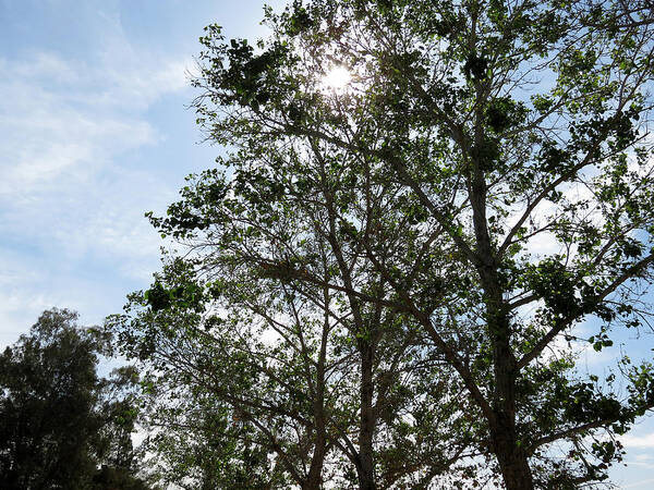 Nature Art Print featuring the photograph Trees at the Park #1 by Laurel Powell