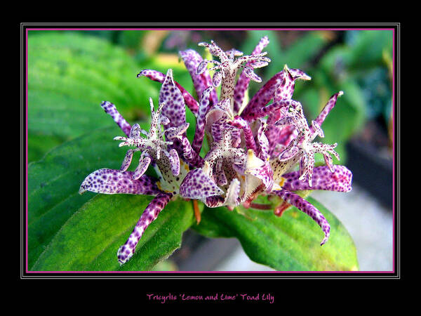 Tricyrtis Hirta Art Print featuring the photograph Tricyrtis hirta by Helene U Taylor