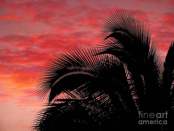 Tropical Art Print featuring the photograph Tropical Silhouette by Ellen Cotton