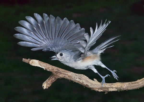 Bird Art Print featuring the photograph Tufted Titmouse Take-off by Leda Robertson