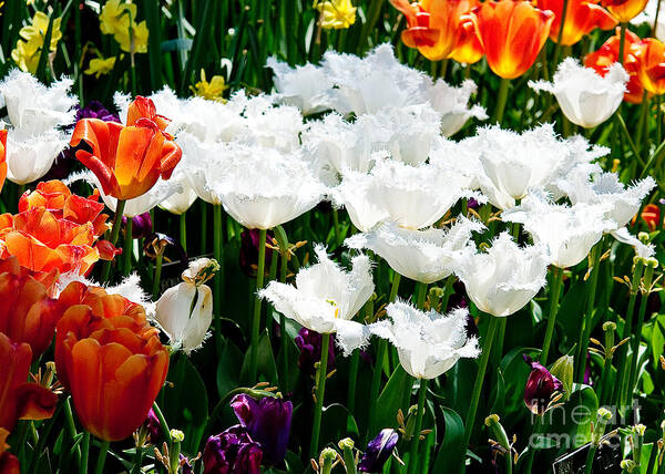 Tulip Art Print featuring the photograph Tulip Bed by Shijun Munns