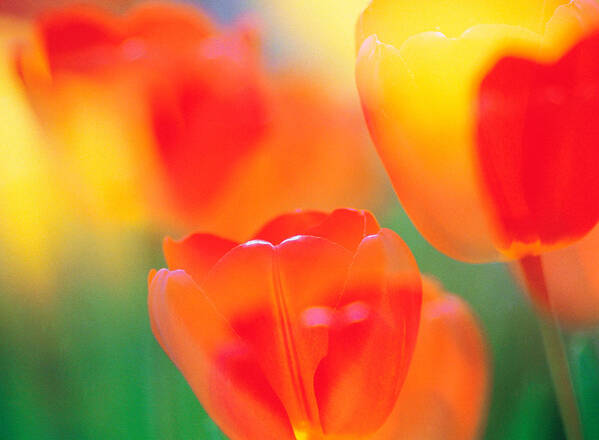 Photography Art Print featuring the photograph Tulip Flowers by Panoramic Images