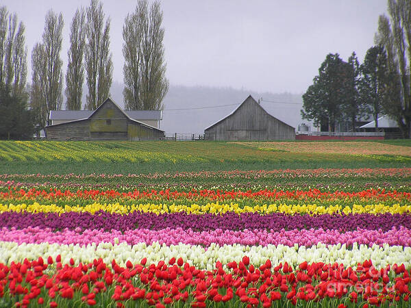 Tulips Art Print featuring the photograph Tulip Town Barns by Louise Magno