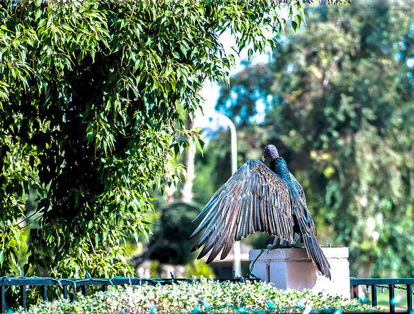 Vulture Art Print featuring the photograph Turkey Vulture 1 by Steve Knievel