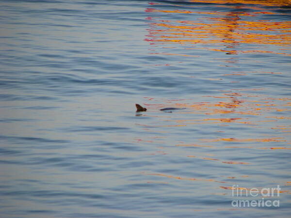 Maui Art Print featuring the photograph Turtle by Michael Krek