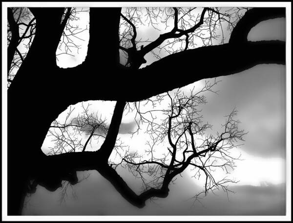 Silhouette Art Print featuring the photograph Twisty Tree Silhouette by Ellen Tully