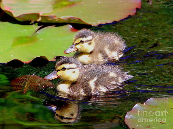 Ducklings Art Print featuring the photograph Two Ducklings by Amanda Mohler