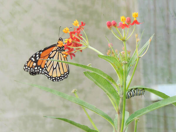 Monarch Butterfly Art Print featuring the photograph Two Generations by Jayne Wilson