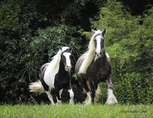Equine Art Print featuring the photograph Two Lovely Girls by Terry Kirkland Cook