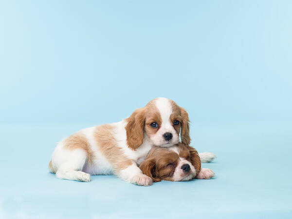 Pets Art Print featuring the photograph Two Sleepy Puppies by Catherine Ledner