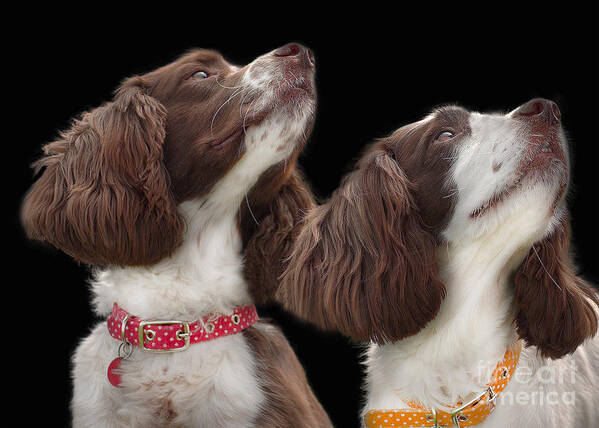 Black Background Art Print featuring the photograph Two spaniels by Linsey Williams