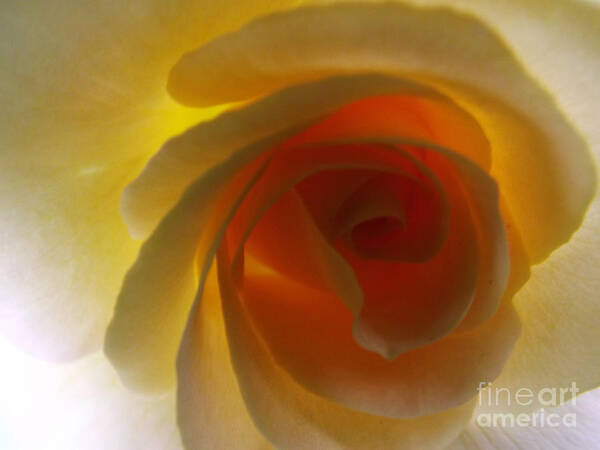 Yellow Art Print featuring the photograph Unaltered Rose by Robyn King