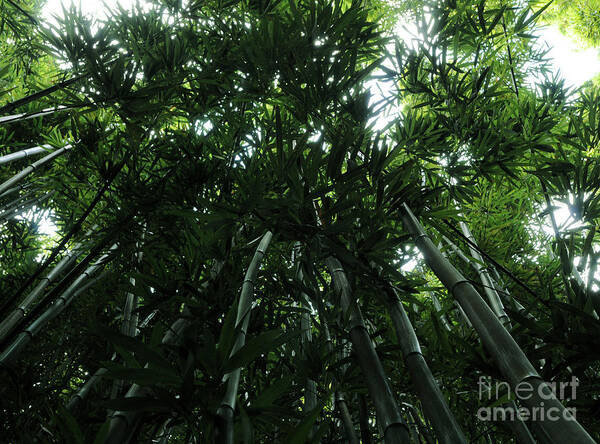 Bamboo Art Print featuring the photograph Under the Bamboo Haleakala National Park by Vivian Christopher