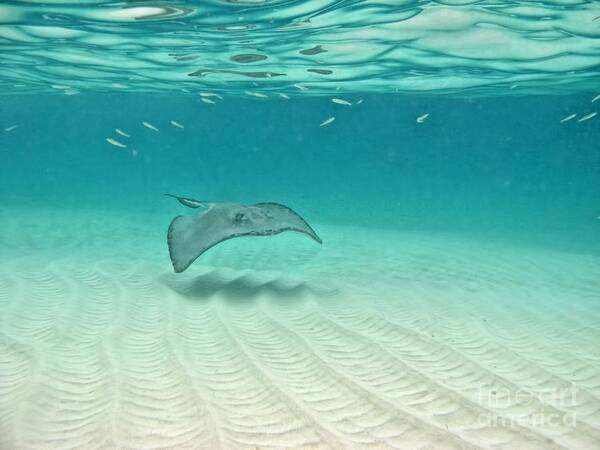 Stingray Art Print featuring the photograph Underwater Flight by Peggy Hughes
