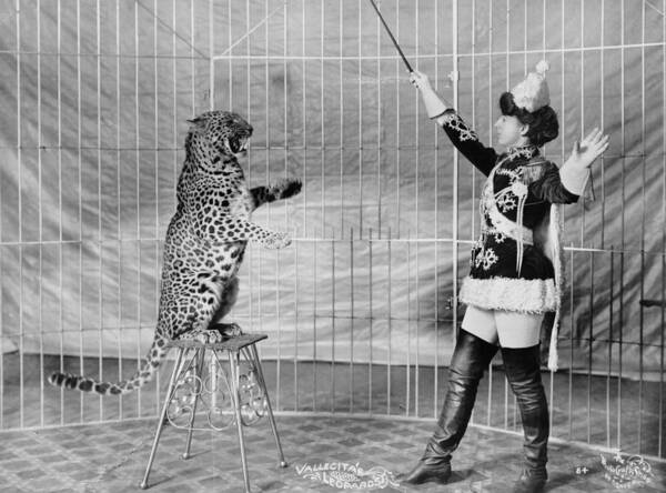 1900s Art Print featuring the photograph Vallecitas Leopards. Female Animal by Everett