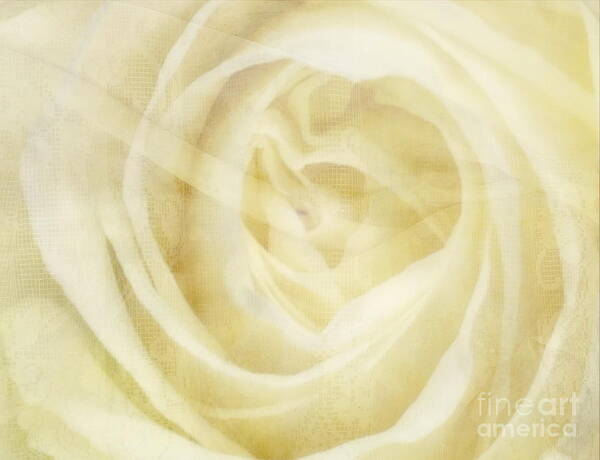 Rose Art Print featuring the photograph Veiled Beauty by Andrea Kollo