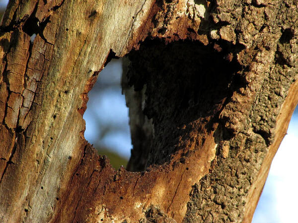 Tree Art Print featuring the photograph View Through a Tree by Kimberly Mackowski