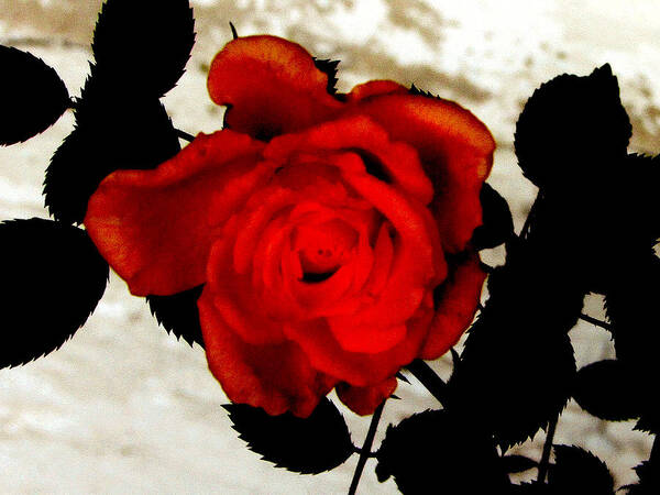 Photograph Art Print featuring the photograph Vine and Rose 3 by Gayle Price Thomas