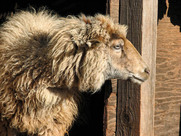 Icelandic Sheep Art Print featuring the photograph Waiting for the shearer by Kathleen Bishop