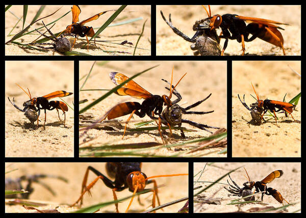 Wasp Art Print featuring the photograph Wasp and his kill by Miroslava Jurcik