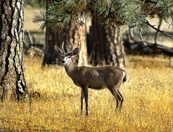 Deer Art Print featuring the photograph Watchful Young Buck by Abram House