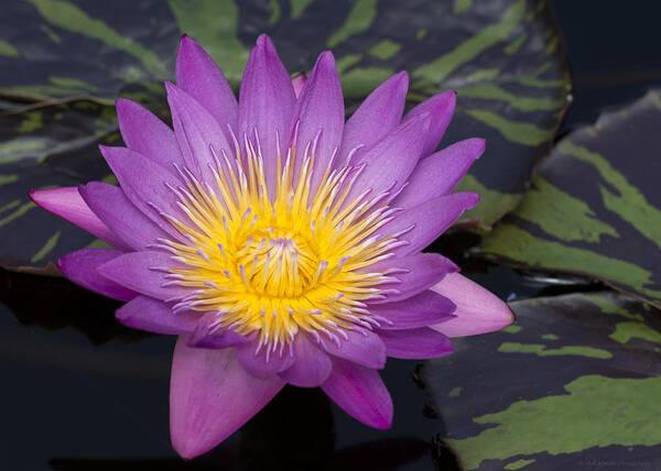 Water Lily Art Print featuring the photograph Water Lily #5 by Phil Abrams