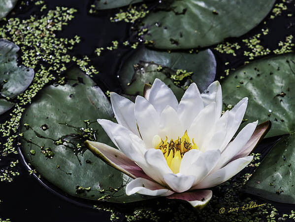 Heron Heaven Art Print featuring the photograph Water Lily by Ed Peterson