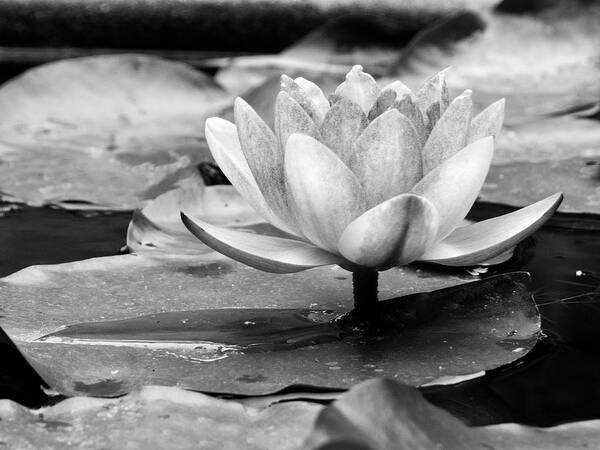 Water Lily Art Print featuring the photograph Water Lily by Michelle Joseph-Long