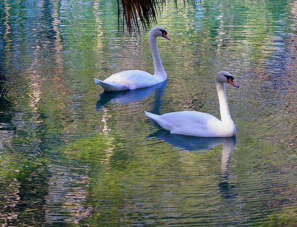 Nature Art Print featuring the photograph Watercolor Swans by Judy Wanamaker