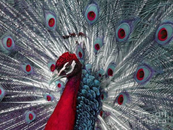Peacock Art Print featuring the photograph What If - A Fanciful Peacock by Ann Horn
