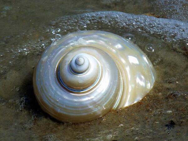 Seashells Art Print featuring the photograph Whispering Tides by Karen Wiles