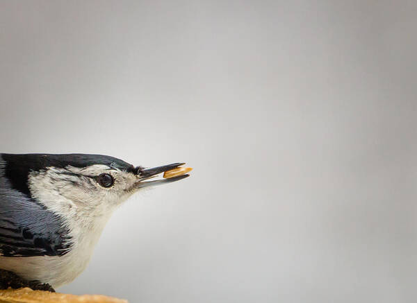 Bird Art Print featuring the photograph White-breasted Nuthatch Portrait by Christy Cox