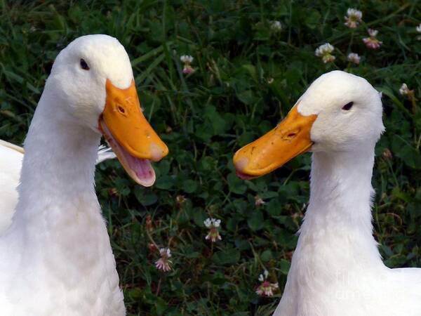 White Ducks Art Print featuring the photograph White Ducks Quacking by Christine Stack