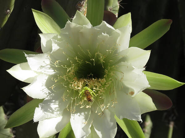 Flower Art Print featuring the photograph White Flower with Bee by Laurel Powell