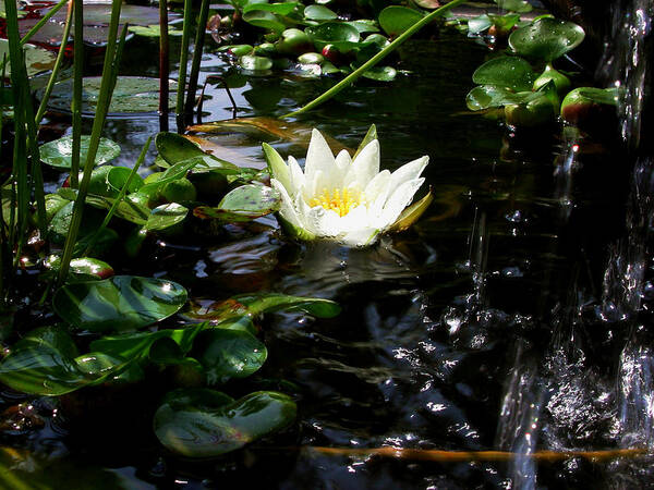 Waterlily Art Print featuring the photograph White Lily by Waterfall by Mike Kling