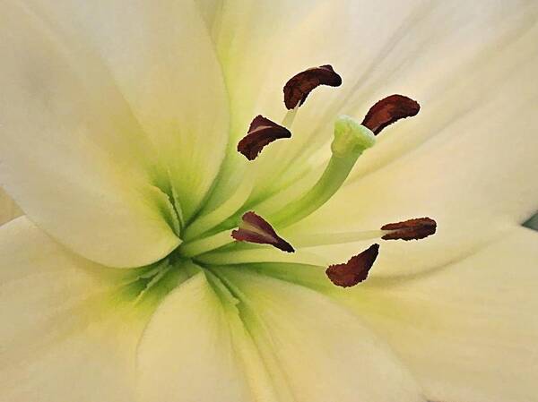 White Lily Art Print featuring the digital art White Lily PP-6 by Doug Morgan