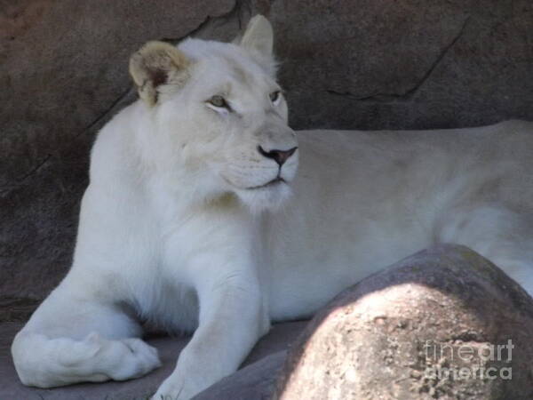 Lion Art Print featuring the photograph White Lion Looking Proud by Lingfai Leung