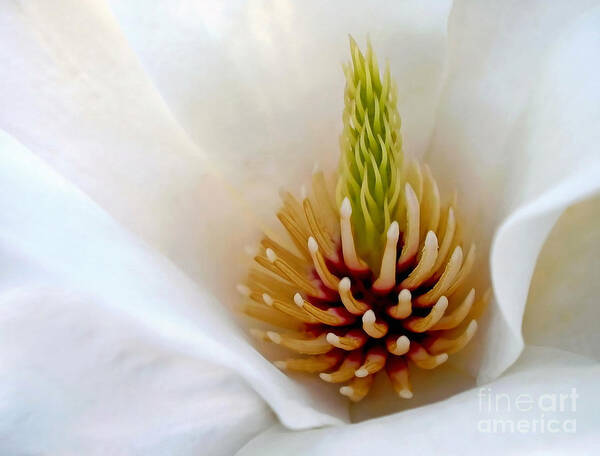 Photography Art Print featuring the photograph White Magnolia - Stamen by Kaye Menner