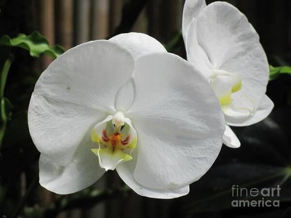Flower Art Print featuring the photograph White Orchids by Anita Adams