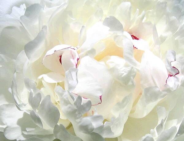  White Peony Art Print featuring the photograph White Peony by Will Borden